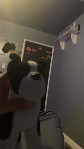 My dancing Boston terrier