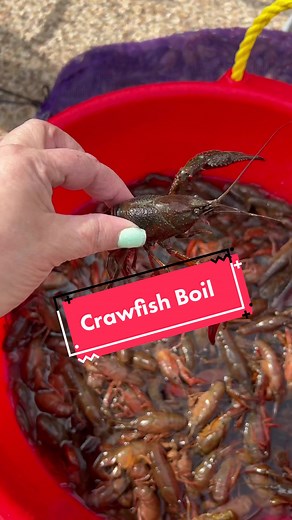 Purging Fresh Crawfish for the Perfect Boil