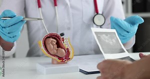 Gynecologist shows model of fetus and ultrasound scan of pregnancy to woman. Fetal development by weeks of pregnancy concept