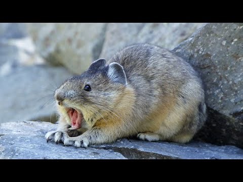 Pikas - The cutest little rabbits