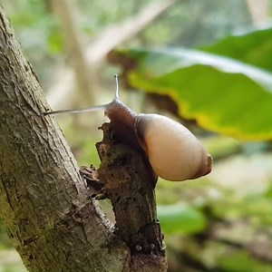 65K views · 1.3K reactions | The tiny snails on a 9,000 mile journey back to the wild ❤️️ | Chester Zoo | Facebook