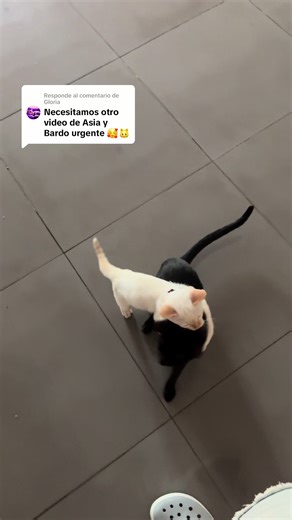 Bardo y sus amigos: ¡Una esperada revelación!