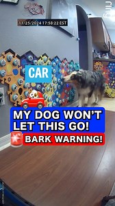 He wanted to go to Costco 🤣 *Use code LETSGORIP for 12% off buttons ($50 )* #talkingdog #letsgoripley #ripleytalks #fluentpet #australianshepherd | Lets Go Rip