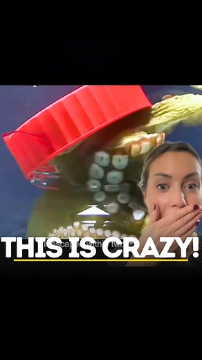 4.2K views · 88 reactions | This Octopus Escaped Like a Genius—You Won’t Believe How!  (Credit - Blue Orangutan) [Smartest Sea Creatures, Animal Intelligence, Octopus Problem Solving, How Octopuses Escape, Marine Biology Facts, Lauradoesbiology, Myedspace] | Myedspace Biology | Facebook