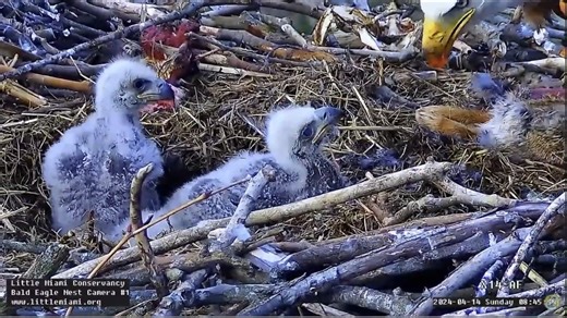 17K views · 614 reactions | Check out these three hungry eaglets being fed a rabbit at the Little Miami Conservancy bald eagle nest in Miami, Ohio. You can watch the LMC eagles live here: https://pixcams.com/lmc-bald-eagle-nest/ #eagle #eagles #nest #camera #livestream | PixCams | Facebook