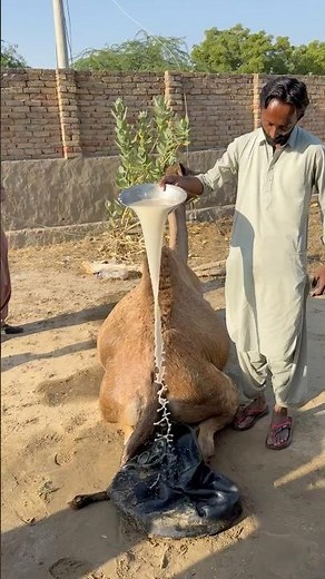 الفتى يغسل الجمل بشامبو طبيعي خاص