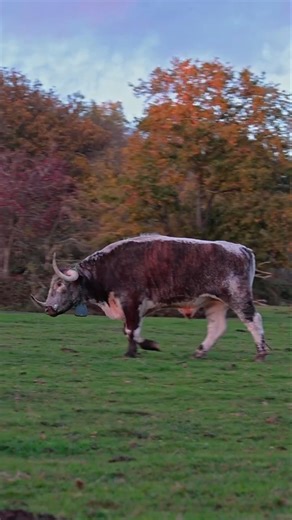 Majestic English Longhorn Cattle Grazing Peacefully 🐮