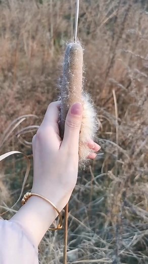 47K views · 1.3K reactions | A cat may refuse a person to rub its tail, but a cattail (Typha latifolia) will unfold a fluffy, white surprise and heal the wound… #cat #tail #cattail #fluffy #surprise #nature #plants #treatmentplant #ChinaLife #ChinaVitality | CGTN China24 | Facebook