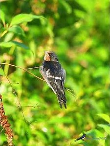 家燕 Barn Swallow #birds #birdingparadise #nature #wildlife #4k #birdsounds#birdswatching #barnswallow