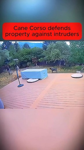 911K views · 21K reactions | Trainer dog military ❤️❤️ #tactical #fyp #trending #hundetraining #hundevideos #k9training #dog #dogtactical #military | Family K9 z | Facebook