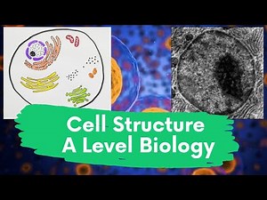 Animal Cell Structures in 6 minutes! | A Level Biology