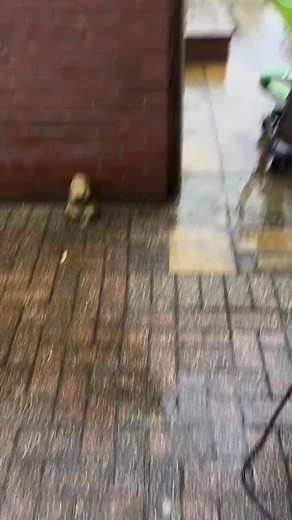 Struggling with hard-to-reach gutters, especially over conservatories? Stay safe on the ground with our gutter vacuum systems! @sgwindowcleaningsolutions shows how easy it is tackling awkward angles with our lightweight carbon poles, all powered by the Predator gutter vacuum for unbeatable speed and efficiency. No ladders. No hassle. Just clean gutters, fast. Ready to upgrade your gutter cleaning game? Tap the link in our bio to find out more! #GVS #Predator #GutterClearing #GutterVacuumSystems 