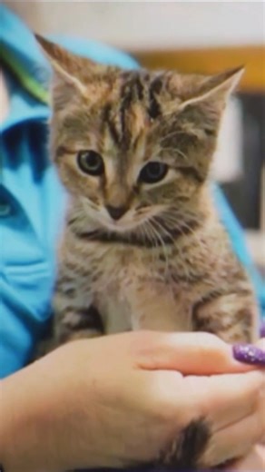 All episodes. All the feels 🐱🐶❤️ For the Love of Pets Season 2 is now on Netflix ANZ 📺 Binge watch every rescue, every adoption, every happily ever after - ready whenever you are! Join us and see first-hand the unsung heroes behind the scenes who tirelessly care for over 42,000 animals each year and the lengths they go to ensure animals of Queensland find their forever families, just like Athena. ℹ️ Find out more 👉 https://bit.ly/4nhPRNL | RSPCA QLD