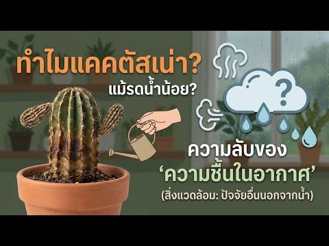 ทำไมต้นกระบองเพชรเน่า แม้รดน้ำน้อย? ความลับของความชื้นในอากาศ