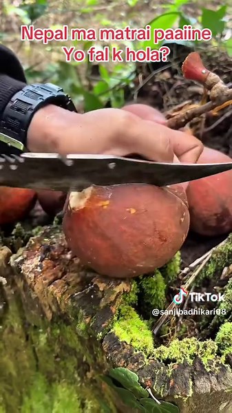 #creatorsearchinsights nepali fal himali bheg ma matrai painxa nam bhanus ta
