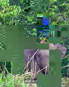 56K views · 588 reactions | We're bringing Borneo's rainforests back...