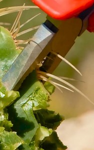 Cooking a Juicy Cactus Meal in the Wild | 5-Minute Workouts