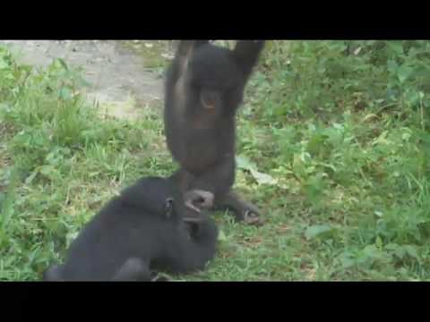 Fixation: Hyper-Sexual Apes