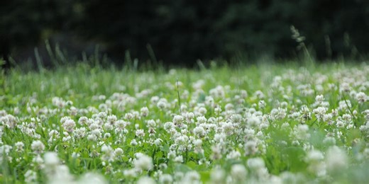 Clover lawns are greener, cheaper and easier – here’s why gardeners are switching
