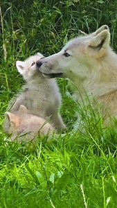 Precious moment between an Arctic wolf mom and her pup! These incredible white wolves are amazing parents who teach their pups everything through play. Fun Fact: Every pack member helps care for wolf pups by bringing food, playing, and even babysitting! #ArcticWolf #WolfFamily #WildlifeFacts #NatureLover #WolfLife | ListPull