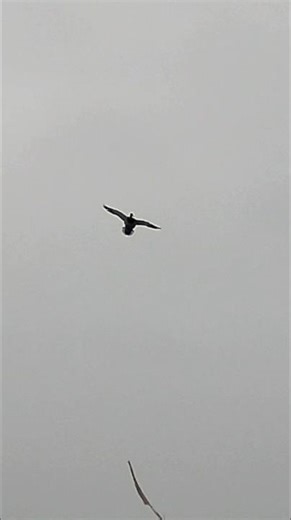 Came in floating! #duckhunting #hunting #short