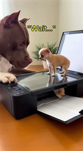 It Prints Chihuahuas 😭🐶 #shorts