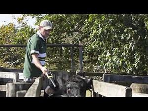 XRS2 EID Stick Reader - Recording animal data