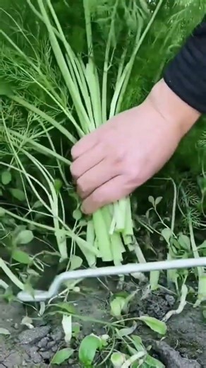 The Science of the "Cut-and-Come-Again" Garden 🥬✨ #farming #gardening #permaculture #healthyliving