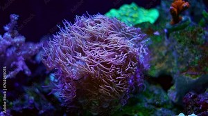 LPS duncan coral polyp head move tentacle on oral disc in strong flow, fluorescent animal, perfect pet for beginner aquarist, LED blue low light, live rock reef marine aquarium design, blur background