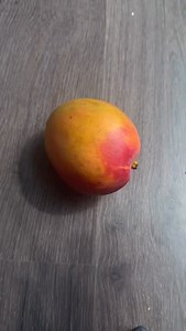 Growing a mango seed🥭 It’s all trial and ERROR | Growithjessie