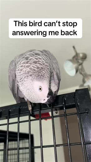 Mr Gobby: The Talking African Grey Parrot