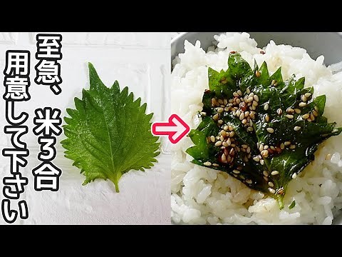 ごはんが止まらない！「大葉の醬油漬け」やみつきになる美味しさ！