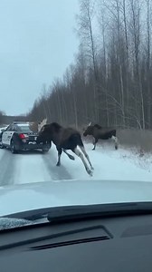 Wild Moose Chase: Pair Tails Police Cruiser Anchorage, Alaska — January 30, 2024 A routine patrol turned into a wildlife encounter when two large moose were spotted galloping alongside an Alaska State Trooper's vehicle on a remote, snow-covered highway. The unusual scene was captured by a following driver, showcasing the sheer size and speed of the animals as they navigated the wintry landscape. The footage shows the massive bulls emerging from the snowy brush and sprinting directly behind the p