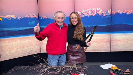 How to prune a Japanese Lace Leaf Maple - New Day NW