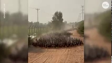 How many ducks does it take to succeed in a stampede? Here's your answer. | USA TODAY Video