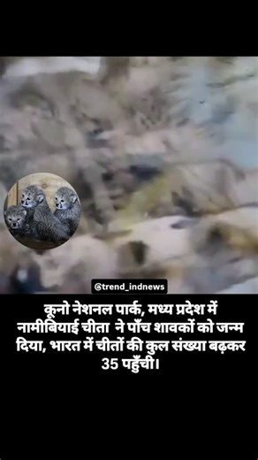 newsindia💯 on Instagram: "Namibian cheetah Aasha has given birth to five cubs at Kuno National Park in Madhya Pradesh, marking another major success for Project Cheetah. With the birth of these cubs, India’s cheetah population has increased to 35, strengthening conservation efforts to reintroduce the species after its extinction in the country decades ago. Officials have said both the mother and cubs are healthy and under continuous monitoring. This development is being seen as a positive sign