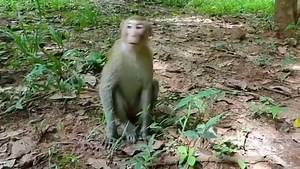 💖Beautiful golden Elpida turned about 3.5 years old in June.💖 🐒💕Alberto, you are a great hero, you saved little abandoned monkey Elpida. You were young monkey male yourself but with a lot of compassion, just like good human. Elpida's life as a pet named Ame was sad and uncertain. When her "owner" stopped making money of her, she was dumped like garbage. You adopted her as your own child, you became her whole family, everything what she had. You protected her, you taught her monkeys rules and