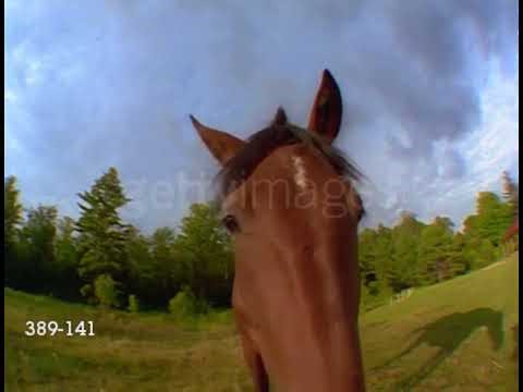 Baby Dolittle Neighborhood Animals Stock Footage Horse