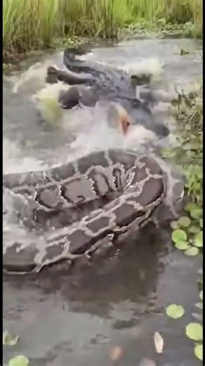 When Apex Predators Meet | Everglades Python vs Gator