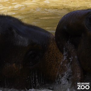 7.9K views · 634 reactions | 50 seconds of wildlife.  Thank us later! Melbourne Zoo is open late throughout the summer. Come see your favourite animal friends as the sun sets. Book your tickets here: https://bit.ly/37BUJbZ | Zoos Victoria | Facebook
