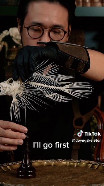 Lionfish Skeleton Articulation: A Unique Taxidermy Project