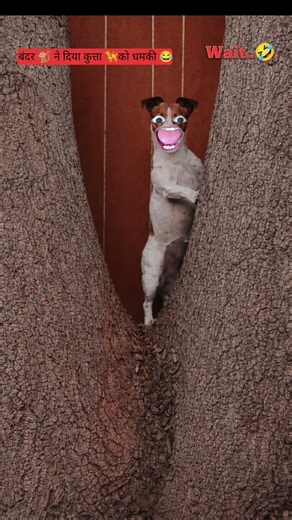 बंदर 🐒ने दिया कुत्ता को धमकी😂🦮 #Thetharjaanwar #shorts #comedy #funny #viralshots #Thetharpuns #dog