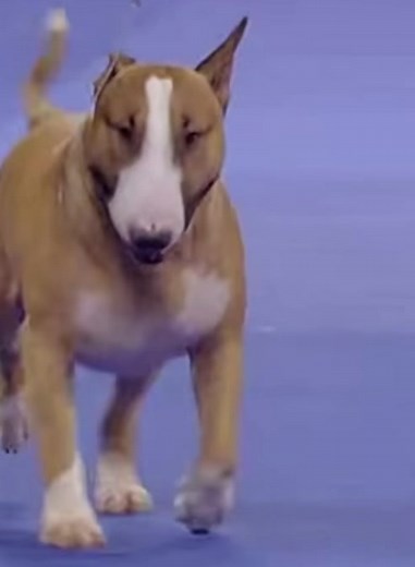 Rufus the Colored Bull Terrier: A Dream Dog at the Westminster Dog Show