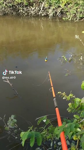 Mancing Mania: Video Memancing Ikan Mantap di Sungai