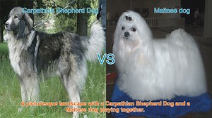 Carpathian Shepherd Dog vs. Maltese Dog: A Breed Comparison