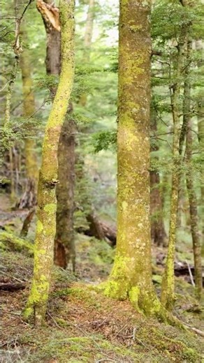 Psalm 55:22 - Cast your cares/burden on the LORD.