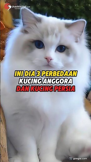3 Perbedaan Kucing Anggora dan Kucing Persia #shorts #faktaunik #kucing #facts #kucinglucu