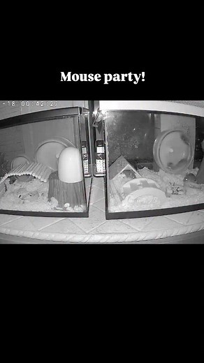 29 reactions | It's that time of year when mice start coming inside...