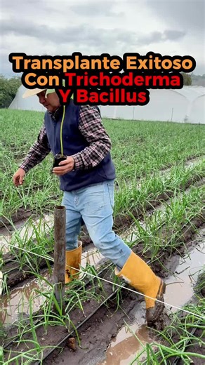 🌱 TRANSPLANTE EXITOSO CON TRICHODERMA Y BACILLUS 🛡️ Protege raíces desde el primer día, reduce patógenos del suelo y acelera el prendimiento. Plantas más fuertes = mejor arranque del cultivo. #IngeNan #agricultura #trasplante #siembra #trichoderma #bacillus #suelo #agronomia #agroverdeec #organico #tips #huerto 🌱🚜