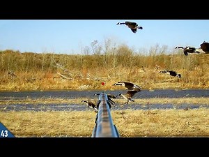 WIND Got the GEESE In! (Limited Out) | SOLO Duck and Goose Hunt